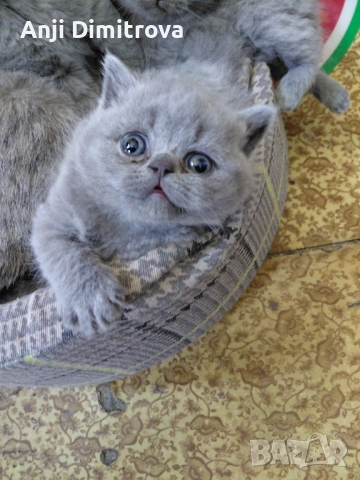 Британска късокосместа.