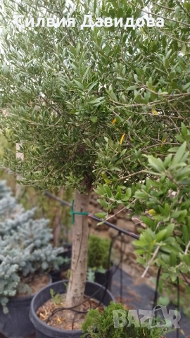 Маслина Европейска, снимка 18 - Градински цветя и растения - 52508763