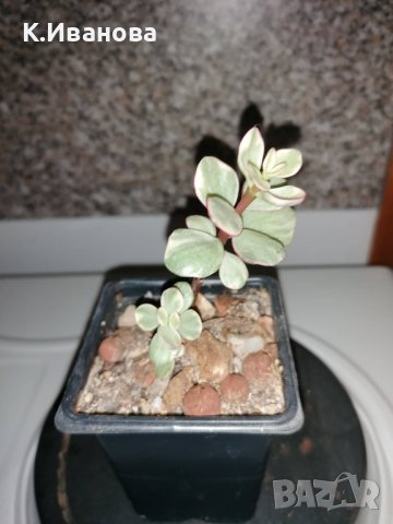 Цветя, сукуленти - Хавортия, Каланхое, Алое, Граптопеталум, снимка 4 - Стайни растения - 38404349