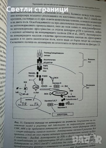 Увреждания при метаболитен синдром и неалкохолна мастна чернодробна болест, снимка 3 - Специализирана литература - 44200183