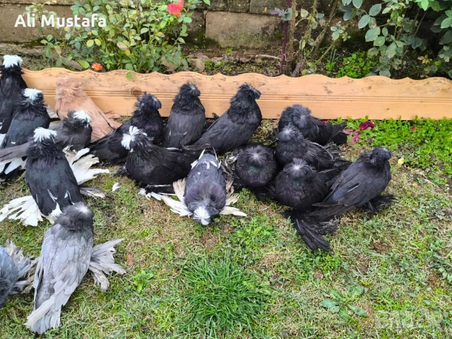 Бухари , снимка 17 - Гълъби - 48210642