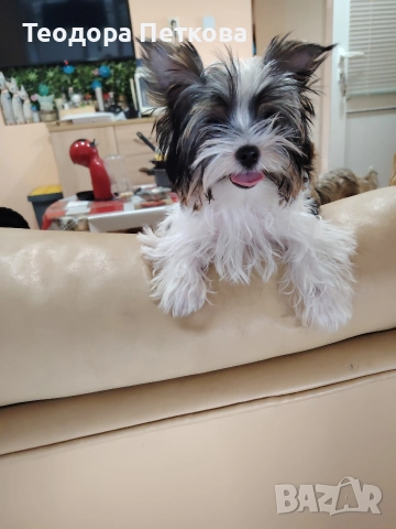 мини йоркширски териер бивър 