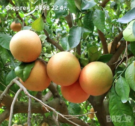 Грейпфрут – цитрусово дърво с ярък характер и изключителен аромат Цена 48лв (24.54 €), снимка 2 - Разсади - 52715551