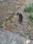 Нужда от дом за намерено кученце, снимка 2