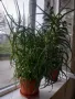 Продовом алое и бенджамин, снимка 3