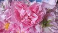 Сладко от маслодайна роза с добавени шафранови нишки 2022, снимка 6