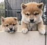 Шиба ину кученца, снимка 5