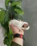 Джак ръсел териер, снимка 1
