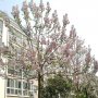 400 семена от красиво декоративно медоносно дърво пауловния томентоса за декорация и украса на двора, снимка 2