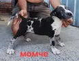 Pitbul-Питбул-Pitbul, снимка 2