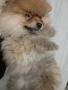 Продавам померани , снимка 3