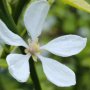 Poncirus trifoliata / Див лимон, снимка 8