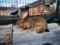 Различни породи и големини зайци
