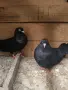 Два чифта дрезгави гълъби , снимка 4