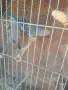 продавам малки александри, снимка 12