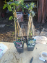 Пасифлора - Passiflora   Налични 4 вида , снимка 9