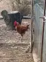 продавам петли., снимка 2