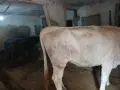 свободни телета , снимка 3