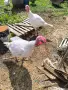 продавам броилерни пуики, снимка 4