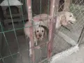 Свободни кученца за ТРЮФЕЛИ., снимка 5