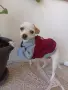 чихуахуа мини мъжки , снимка 6