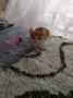 Подарявам малки котенца, снимка 4