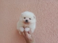 Бели Померани. Различни възрасти!, снимка 10