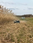 косене на запуснати терени и дворове , снимка 3