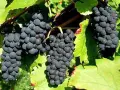 Продавам грозде – Мускат отонел, Каберне совиньон, Памид, снимка 4