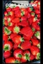 продавам разсад ягоди, снимка 11