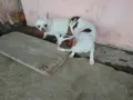 Мъжки мини чихуахуа за разплод, снимка 2