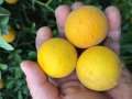 Портокал трилистен,Poncirus trifoliata, семена и растения