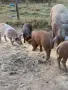 Свободни прасенца, снимка 4