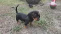 Стандартни дакели , снимка 2