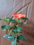 китайска роза , снимка 2