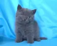 Чистокръвни Британски късокосмести котенца, снимка 9