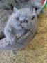 Британска късокосместа., снимка 5