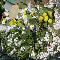 Студоустойчиви кактуси Опунция (Бодлива круша) подходящи за Вашата красива градина, снимка 10 - Градински цветя и растения - 29201767