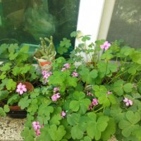 Детелини цъфтящи розово, снимка 10 - Градински цветя и растения - 34949387