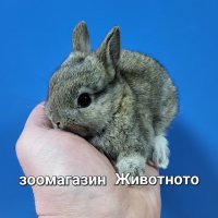 Мини зайче1месец, снимка 1 - Декоративни зайчета - 39780846