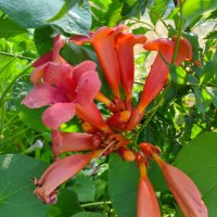 Семена на красиво градинско увивно растение Червена Текома, снимка 1 - Сортови семена и луковици - 40618232