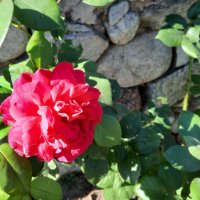 Разсад градинска роза , снимка 10 - Разсади - 37478861