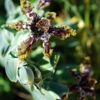 Ferraria crispa - Ферария криспа, снимка 1 - Стайни растения - 42791315