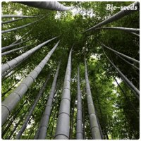 100 броя семена от декоративен бамбук Moso Bamboo зелен МОСО БАМБО за декорация и дървесина, снимка 14 - Сортови семена и луковици - 37711749