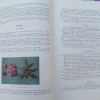 Апробация на зеленчуковите култури - 1966 г., атлас, снимка 12 - Енциклопедии, справочници - 30732567
