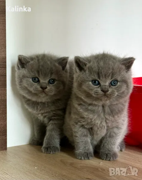 Чистокръвни сини британчета, снимка 1