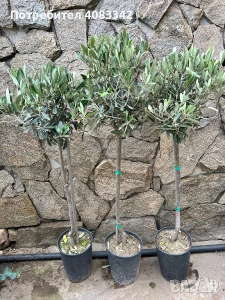 Маслиново дръвче, снимка 1