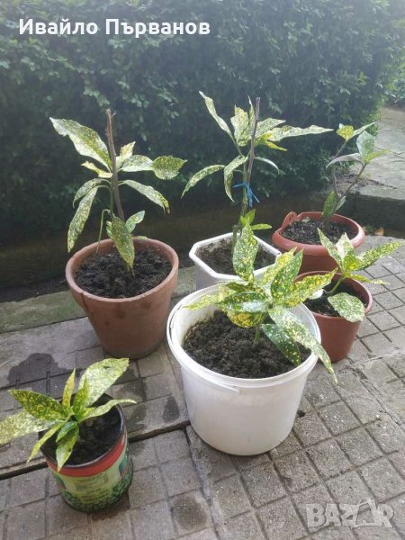 Аукуба, снимка 1