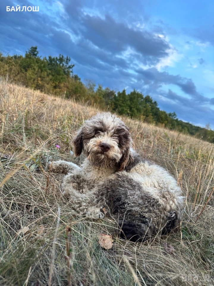 Работещи кучета за трюфели , снимка 1