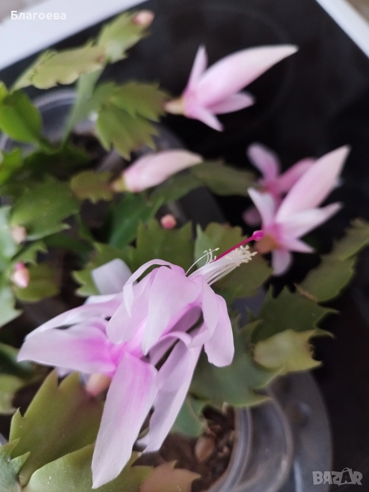 Мини Коледниче светло-розово, снимка 1